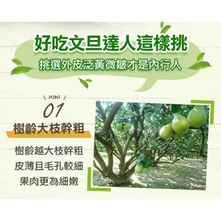 鮮食堂 老欉麻豆文旦柚1/2/3箱(6~8顆/箱/5斤) 無毒資材 食用安心 廠商直送