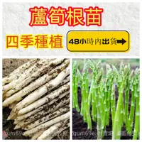 在飛比找蝦皮購物優惠-【蘆筍根苗】耐寒耐熱蔬菜 紫蘆筍 白蘆筍 綠蘆筍種子 盆栽有