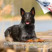 Australian Cattle Dog Wall Calendar 2025 Animal PET Lover Gift