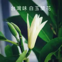 在飛比找蝦皮購物優惠-<花時間芳療>白玉蘭花精油 Michelia alba 10