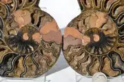 9714 RARE 1in100 BLACK Ammonite PAIR Deep Crystals 110myo FOSSIL LRG 135mm 5.3"