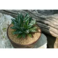 在飛比找蝦皮商城精選優惠-酉 5pm / 笹之雪 Agave victoriae-re