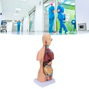 Human Torso Model Removable Educational Body Brain Anatomy Model For Teachin CHU