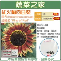 在飛比找樂天市場購物網優惠-【蔬菜之家】H48.紅火輪向日葵種子(共2種包裝)