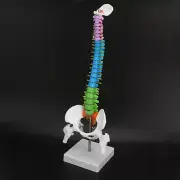 Human Spine Model Life Size Colorful 45cm/17.7in Flexible Skeleton Spine CAD