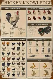 Chicken Knowledge Decor Metal Tin Sign 8x12inch, metal tin sign