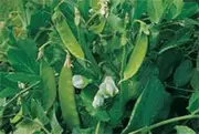 Snow Pea Climbing 20 Seeds