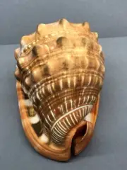 Sea shell Cypraecassis rufa 16.3 cm, collectible shells, helmet, Cassidae,Cassis