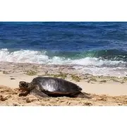 Save 15.00%! Private Dole,Garlic Shrimp, N.Shore, Haleiwa, Customizable tour