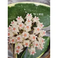 在飛比找蝦皮購物優惠-毬蘭 葉藝 Hoya acuta variegata 續花性