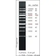 在飛比找蝦皮購物優惠-100bp / 1 kb DNA Ladder Marker