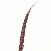 30" to 38" Lady Amherst Pheasant Side Tail Feather - Dusty Pink ((SECONDS))