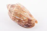 Cymbiola aulica Shells Princely sea snails Courtier Volute Seashells Shellfish