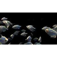 在飛比找蝦皮購物優惠-《悠游水族》藍磚 觀賞魚 紫羅蘭  藍色 螢光 磚魚 彩色 