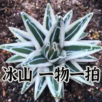 在飛比找蝦皮購物優惠-↠有植感↞ ▮冰山▮一物一拍龍舌蘭  Agave victo