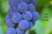 Buy Autumn Royal Grape Vines in Australia (Vitis vinifera)