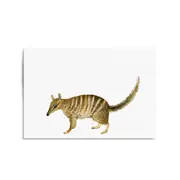 Australian Anteater Painting Animal Nursery Art