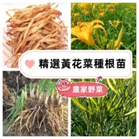 在飛比找蝦皮購物優惠-🥬農家野菜包活黃花菜根苗 四季易種高產金針菜種子忘憂萱草黃花