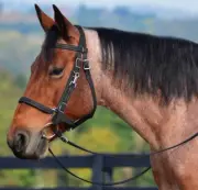 COB SIZE Any Color HALTER BRIDLE w BIT HANGERS & REINS made from Beta Biothane