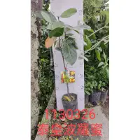 在飛比找蝦皮購物優惠-泰皇波羅蜜 泰8波羅蜜 J33波羅蜜 金紅波羅蜜 泰皇 泰8