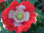 Poppy, Danish Flag - Heirloom Flower by Life-Force Seeds Australia