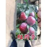 在飛比找蝦皮購物優惠-**小農之家** 優質種苗「大果紅肉李=大果血根李」嫁接苗 