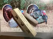 Mini Box Call Tulip Poplar With Turkey Tracks. Black Walnut Striker with Slate