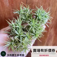 在飛比找蝦皮購物優惠-植藝-迷你紫羅蘭 ✧容易叢生✧ Tillandsia aer