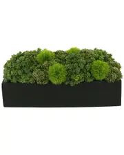 Creative Displays Sedum Arrangement in Rectangular Planter