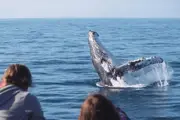 Whale Watch at Whale Heritage Site - Hervey Bay