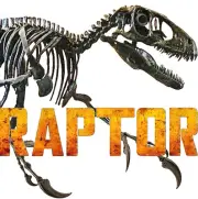 THE RAPTOR - 10 feet long (3m) - AS SEEN ON BBC TV - dinosaur fossil replica