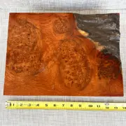 Amboyna Burl Wood Pen Blanks Knife Scales Turning Block 12 1/4" x 9" x 3"
