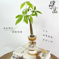 在飛比找蝦皮購物優惠-【理想小品】馬拉巴栗單支【現貨】發財樹 水耕盆栽 無土種植 