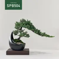 在飛比找蝦皮購物優惠-【Tanaka Bonsai】SPB504 珍珠柏盆景 (不