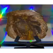 Petrified Wood Slice !! Agatized Wood Slice !!