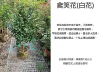 在飛比找Yahoo!奇摩拍賣優惠-心栽花坊-含笑花/含笑/白花/10吋/香花植物/綠化植物/綠