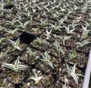 1/3/5pcs Rare liveSucculent plant Agave victoriae-reginae 'White Rhino' Random