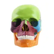Medical-Skull Human Body Model Education Skull Model 1:2 for Student Teaching Study Assembling Mode Multicolor