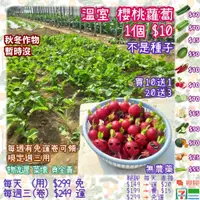 在飛比找蝦皮購物優惠-【溫室小農】櫻桃蘿蔔 1個$10 (非種子)，可生吃+沙拉蘿