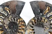 Large Black Ammonite PAIR Deep Crystals 110myo FOSSIL XXL 150mm 5.8" 9349aa