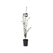 140mm Camellia Transnokiensis - Camellia sasanqua