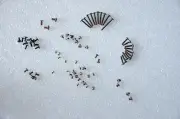 A Set of Screw for Lenovo IBM Thinkpad T420S Series Laptop Notebook USA shipping