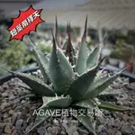 短䈎帝䆁天 (販售側芽) 龍舌蘭 AGAVE  笹之雪 霍利達 甲蟹