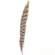 12" to 14" Reeves Pheasant Tail Feather - Pink