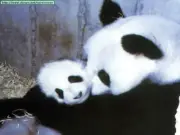 Panda Bear and Cub Mouse Pads Stunning Photos