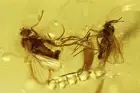 Fungus gnat Keroplatidae Gall Midge Cecidomyiidae more Baltic amber Stone #10798