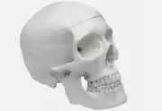 Eisco Labs Human Adult Skull Life-size Anatomical Model, 3 Part