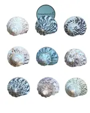 Mexican Turbo Sea Shell Beach Craft Hermit Crab 1 1/2" - 2 1/2" (200 PCS)#JC-034