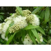 LEMON SCENTED MYRTLE Fragrance Oil for making Candles, Soaps, Wax Melts etc.