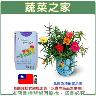 【蔬菜之家】iPlant易開罐花卉-松葉牡丹(最新發明專利設計)